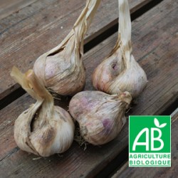 Ail Bio 100g
