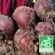 Betteraves rouges crue nouvelles 500g