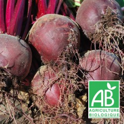 Betteraves rouges crue nouvelles 500g