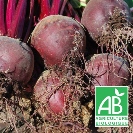 Betteraves rouges crue nouvelles 500g