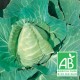 Chou Coeur de Boeuf bio