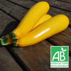 Courgette Jaune 500g