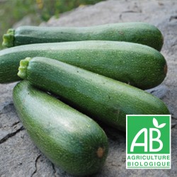 Courgette Verte 1kg
