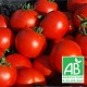 Tomate ronde BIO 1 kg