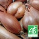 Echalote bio