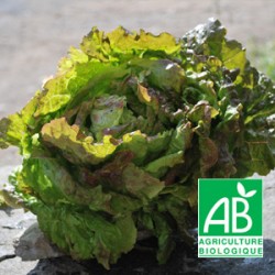 Salade Batavia Brune