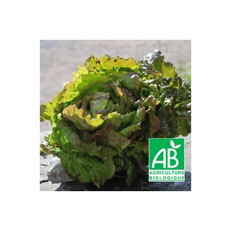 Salade Batavia Brune BIO