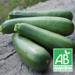 Courgette Verte 500g
