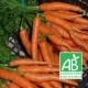 Carottes en Botte