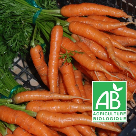 Carottes en Botte