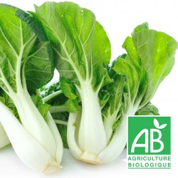 Chou Chinois Pak Choi - la pièce