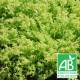 Chicorée Frisée
