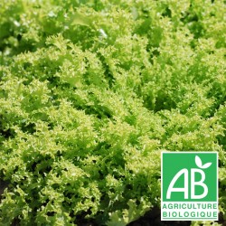 Chicorée Frisée