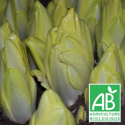 Endives 500g