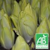 Endives 500g