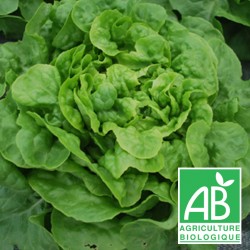 Salade Feuille de Chêne Blonde