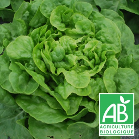 Feuille de chêne blonde bio