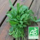 Roquette en bouquet