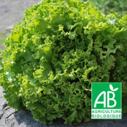 Salade Batavia Blonde