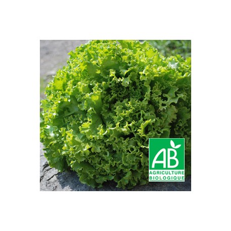 Salade Batavia Blonde bio