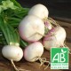 Jeunes navet bio