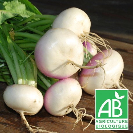 Jeunes navet bio