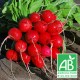 Radis rond bio