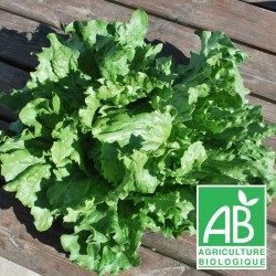Salade Laitue Iceberg