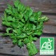 Persil Plat