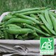Petits Pois 500g