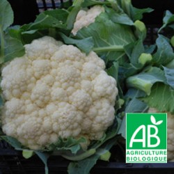 Chou Fleur