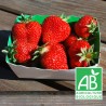 Fraise barquette 250g