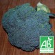 Brocoli 500g