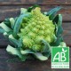 Chou Fleur Romanesco 500g