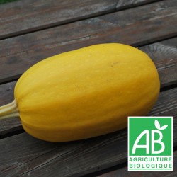 Courge Spaghetti 1kg TRANCHE