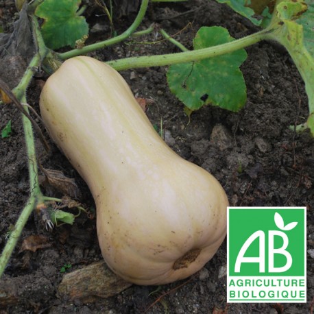 Courge Butternut 1kg