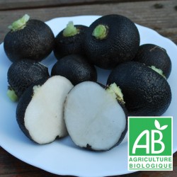 Radis Noir Rond 500g