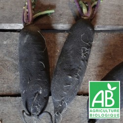 Radis noir long 500g