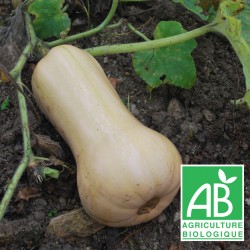 Courge Butternut tranche 1.5 kg