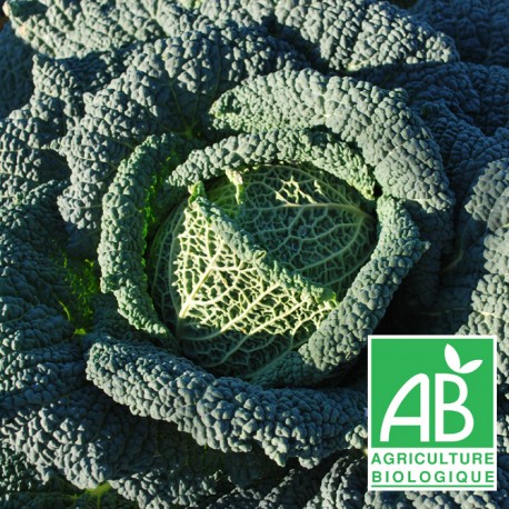 Chou Frisé 1kg