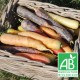 Carottes multi-couleur 1kg
