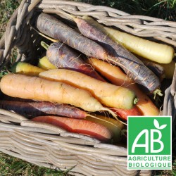 Carottes multi-couleur 1kg