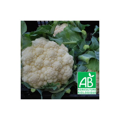 Chou fleur bio GROS