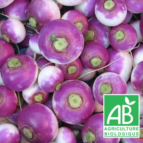Navet violet 500g