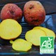 Betterave jaune bio 1kg