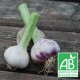Ail frais de taille 100g