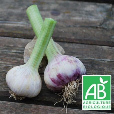 Ail frais de taille 100g