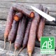 Carottes violettes