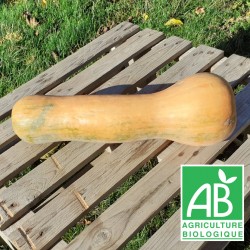Courge Longue de Nice 1kg tranche