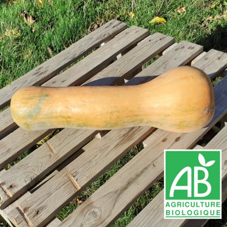 Courge longue de Nice